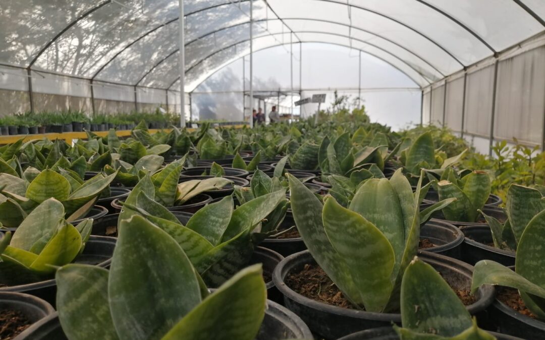 RECOLECTA GOBIERNO DE COACALCO ÁRBOLES DE NAVIDAD PARA COMPOSTA